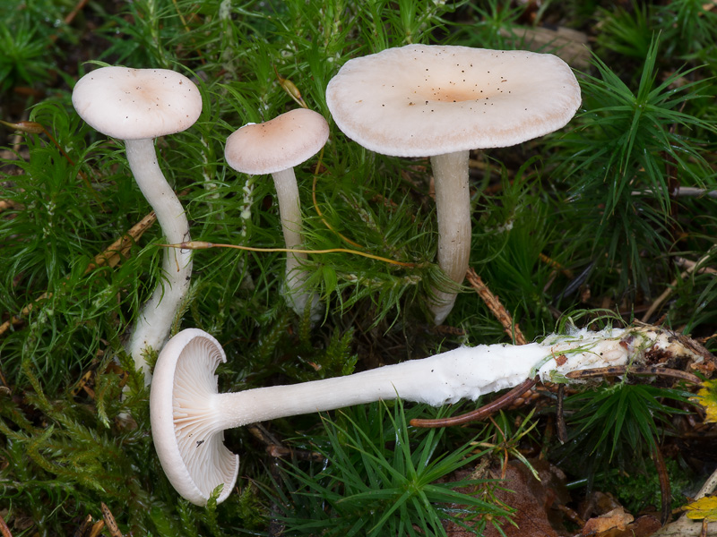 Clitocybe marginella